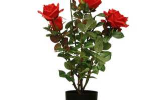 Пересадка комнатной розы после покупки: выбор грунта, размер цветочного горшка, дренаж, необходимые инструменты, техника выполнения работы и советы цветоводов для успешного ухода