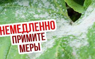 Профилактика и методы борьбы с мучнистой росой на огурцах в садоводстве
