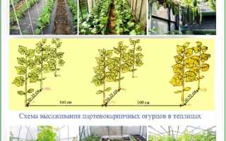 Особенности посадки, ухода и выращивания огурцов «Аякс» в домашних условиях