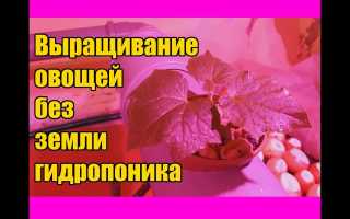 Выращивание огурцов и помидоров на гидропонике в домашних условиях