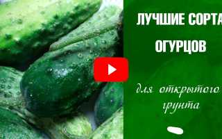 Лучшие сорта огурцов, проверенные временем и огородниками для вашего участка