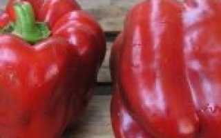 Описание и характеристика перца сорта Клаудио, отзывы