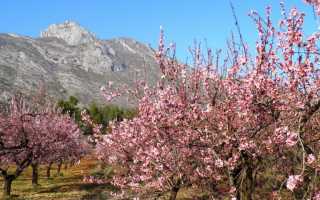 Цветущий декоративный кустарник миндаль: описание с фото, разведение, уход и плоды для вашего сада