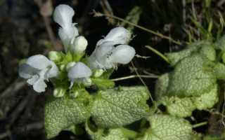Яснотка белая (глухая крапива): как выглядит, фото, лечебные свойства, применение в медицине и народной практике