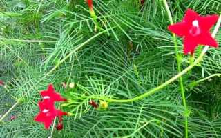 Квамоклит перистый: описание с фото, размножение, особенности выращивания и правила ухода для успешного роста