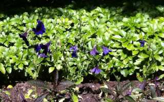 Сальпиглоссис: фото, сорта, посадка, выращивание и уход за растением