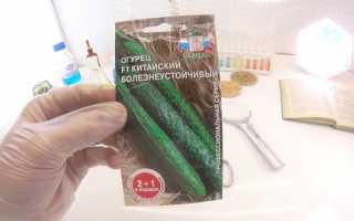 Огурец «Китайский болезнеустойчивый» – вкусный гигант для вашего огорода
