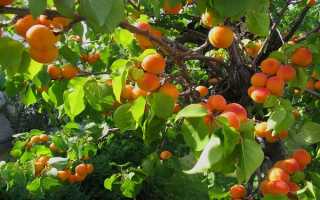 Абрикос Снегирек: описание сорта, фото, отзывы и рекомендации по уходу для садоводов