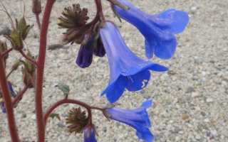 Phacelia Campanularia: виды, описание, особенности выращивания и полива, фото и советы