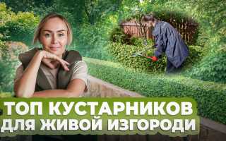 Выбираем кустарники для дачной живой изгороди: советы и рекомендации