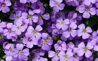 Болезни фиалок с фотографиями и их лечение: виды болезней, причины и советы