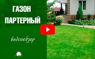 Особенности партерных газонов для вашего сада