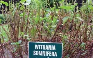 Почему ашваганда запрещена в России? Ашваганда: лечебные свойства и противопоказания для здоровья