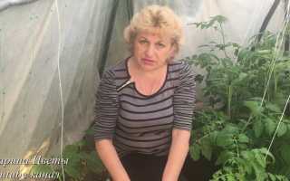 Огурец «Засолочный» – гордость садоводов и радость домохозяек в кулинарии.