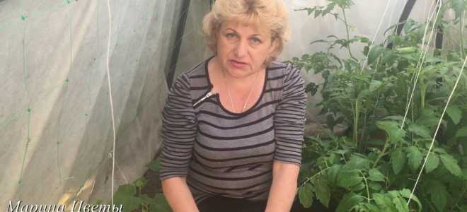 Огурец «Засолочный» – гордость садоводов и радость домохозяек в кулинарии.