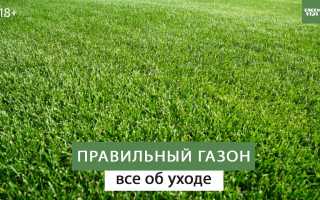 Обеспечиваем правильный уход за дачным газоном в любое время года