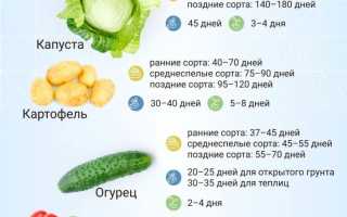 Время сажать, или Когда лучше сеять семена огурцов на рассаду весной