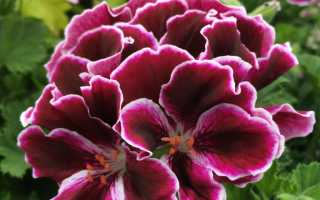 Герань королевская не цветет: что делать? Правильный уход и простые способы заставить цвести герань в домашних условиях