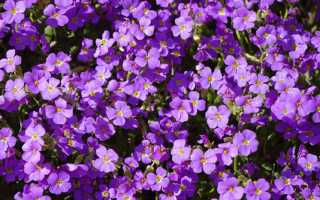 Обриета многолетняя: фото, посадка и уход, особенности выращивания в открытом грунте для вашего сада