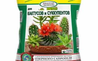 Как посадить алоэ: советы для начинающих цветоводов и ухода за растением