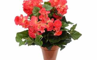 Бегония: размножение, правила пересадки, особенности ухода, фото и советы