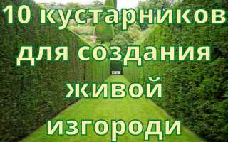 Живая и изящная изгородь из ивы – самый лёгкий вариант дачного забора для вашего участка