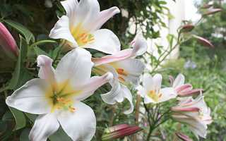 Лилии: сорта с фото и названиями, описание, особенности ухода, полив и удобрения для вашего сада