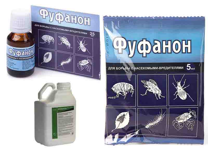 щитовка на комнатных растениях как бороться
