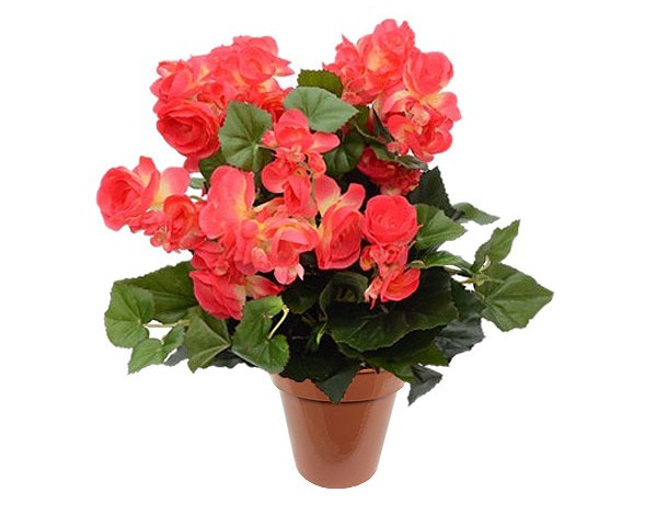 бегония размножение