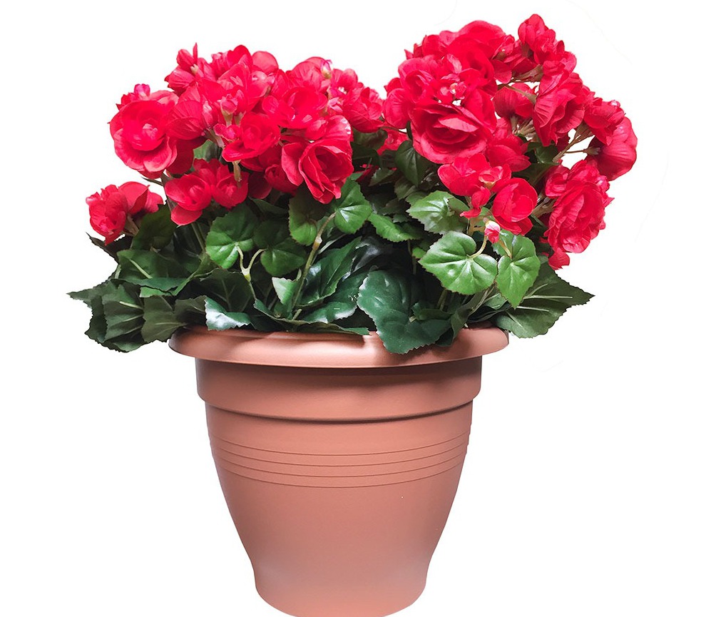 как размножается бегония