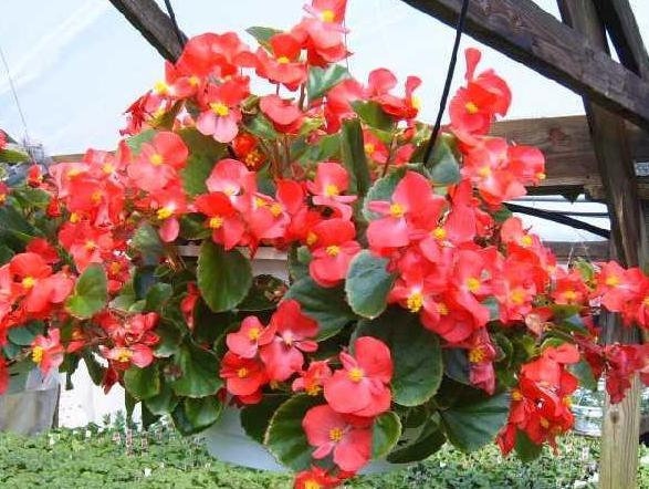 бегония размножение черенками в воде