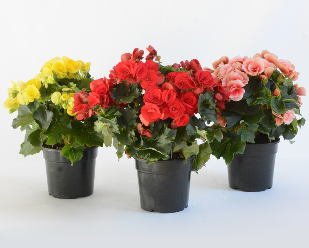 как развести бегонию