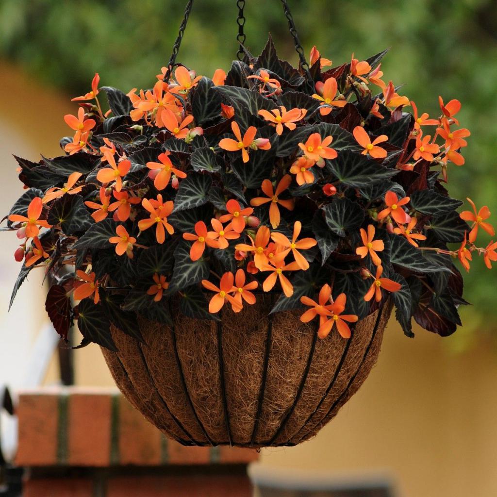 как размножить бегонию черенками