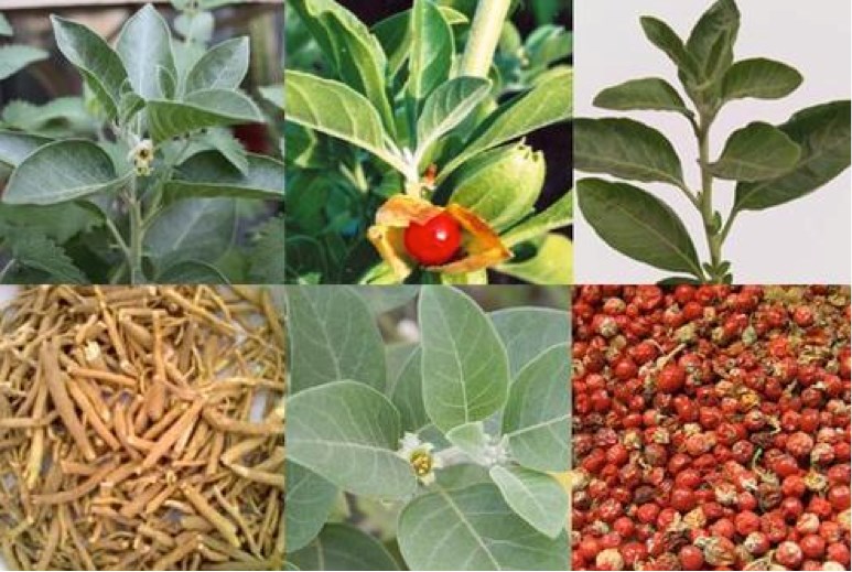 Виды лекарственной ашваганды