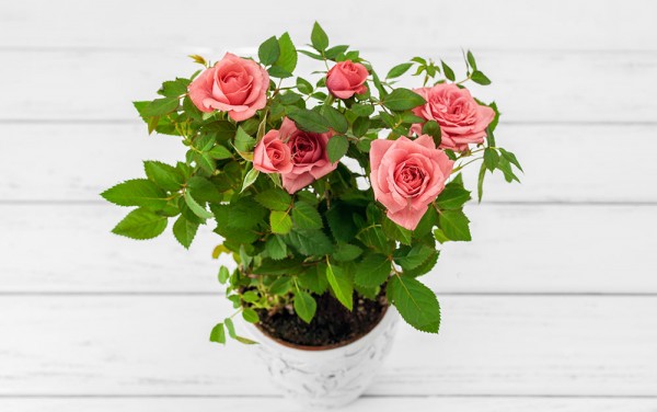 роза в горшке