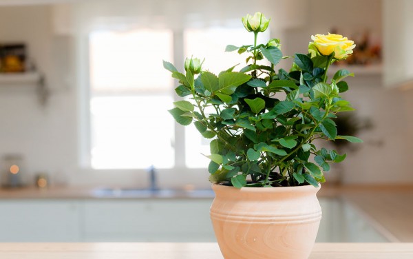 Желтая комнатная роза