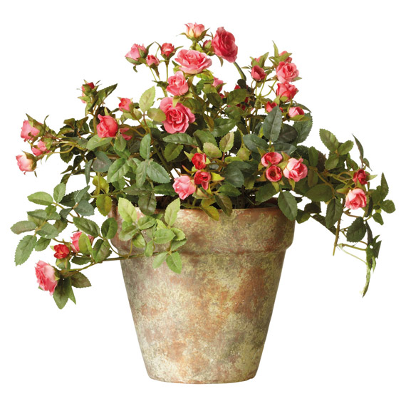 Комнатная роза