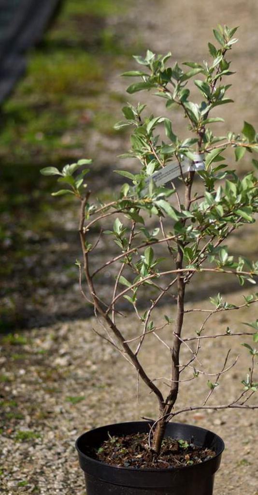 Dripping plant Elaeagnus commutata