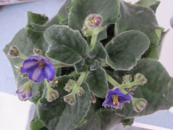 Вирусы фиалки