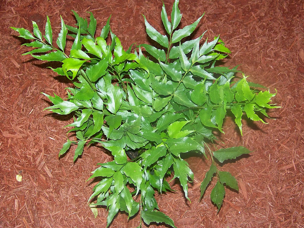 Cyrtomium falcatum