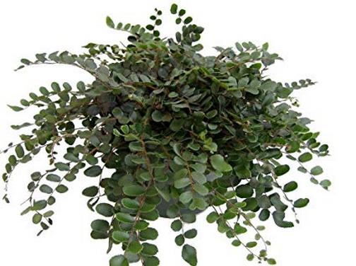 Pellaea rotundifolia
