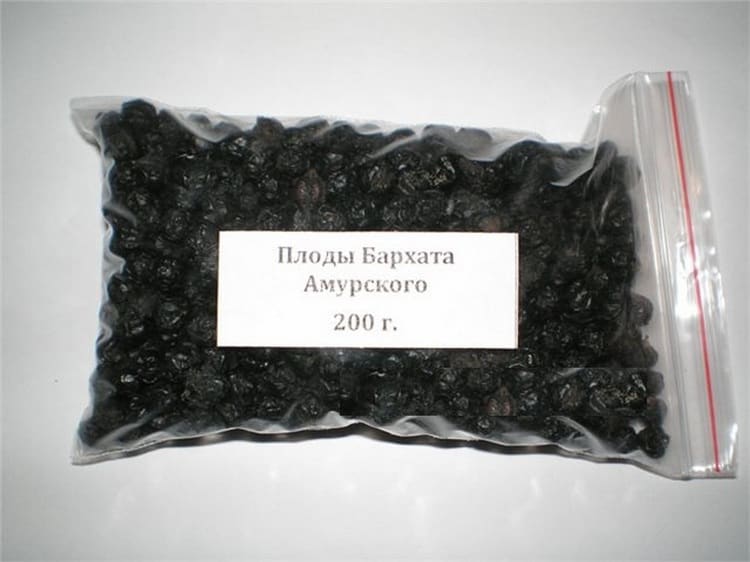 Дерево бархат амурский лечебные свойства