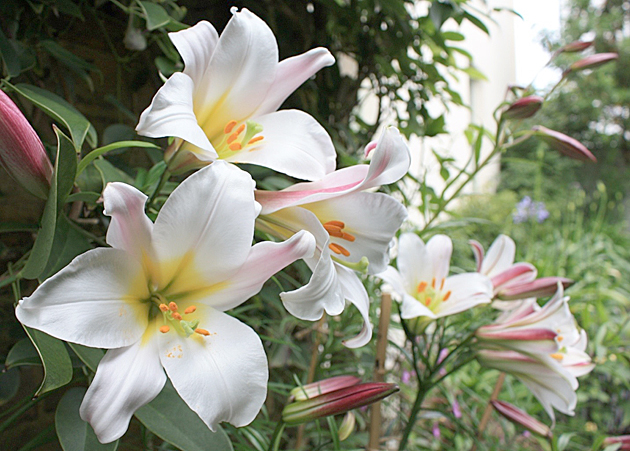 королевская лилия