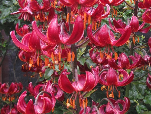 кудреватые лилии