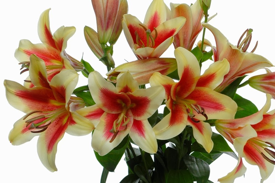 американские гибриды лилии