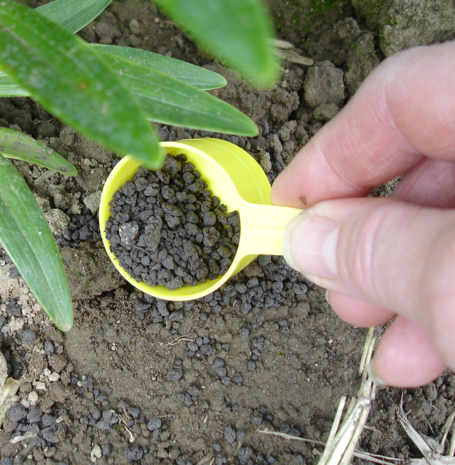 как подкармливать лилии