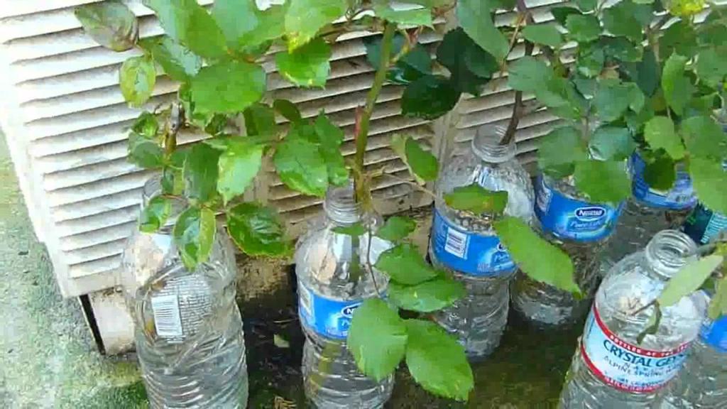 укоренение в воде