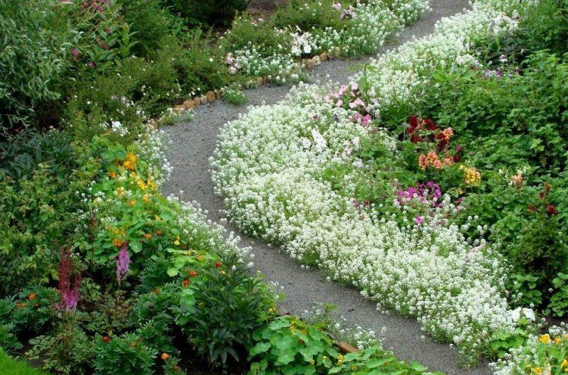 Цветы бордюрные низкорослые многолетние