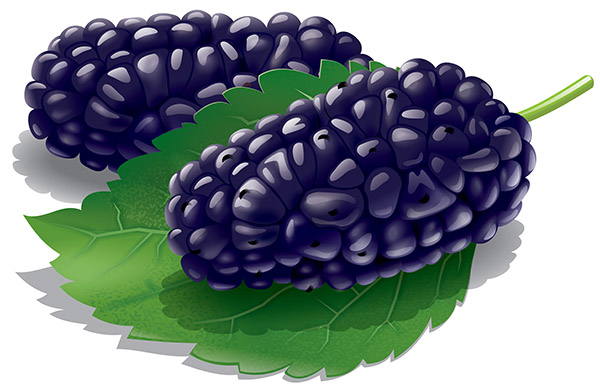Черная шелковица.