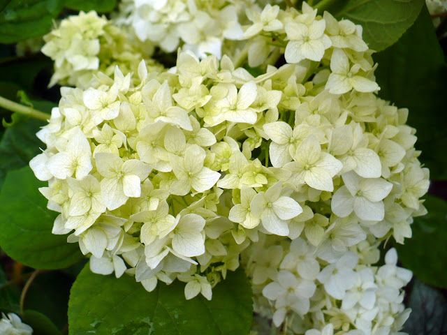Гортензия Sterilis